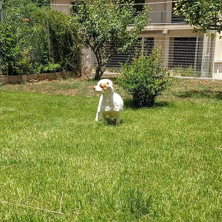 Renovated House With Garden In アパート